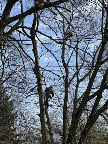Gravity-defying tree work in action!